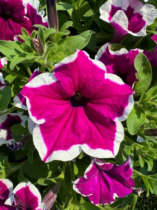 Top-tunia® Purple Picotee Gp