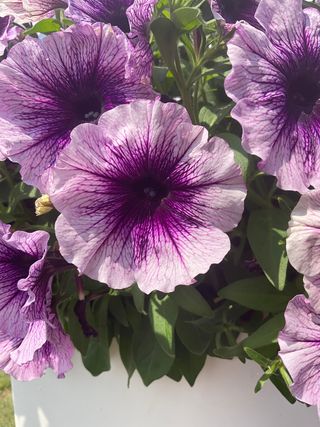 Top-tunia® Lilac Vein Gp
