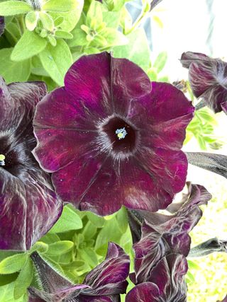 Top-tunia® Dark Velvet Gp