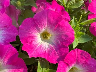Top-tunia® Pink Morn Gp