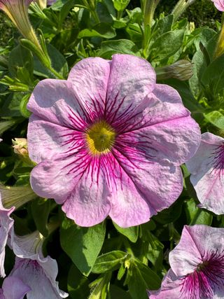 Top-tunia® Pink Mascara