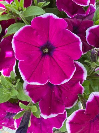 TOP-TUNIA® MAGENTA PICOTEE GP - Gruppo Padana s.s.