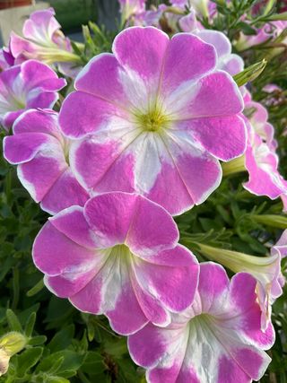 Top-tunia® Candy