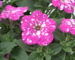 Top-tunia Baby Doll