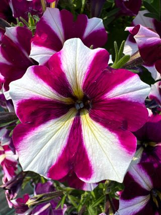 TOP-TUNIA® STYLE PURPLE STAR GP - Gruppo Padana s.s.