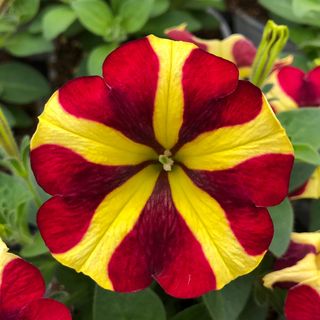 Top-tunia® Style Yellow Red Star
