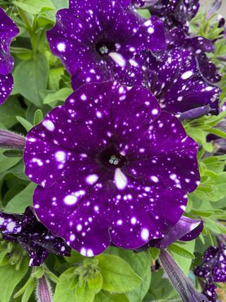 Top-tunia® Spotty Blue Gp