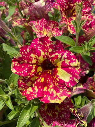 Top-tunia® Spotty Red Gp