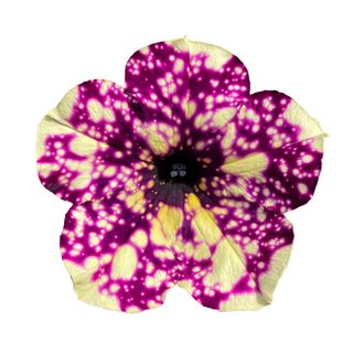 Top-tunia® Spotty Violet Gp