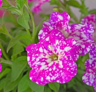 Top-tunia® Spotty Pink