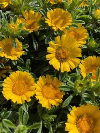 ASTERION GOLD - Il faggio