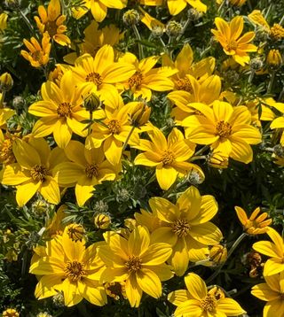 Fiordoro® Yellow