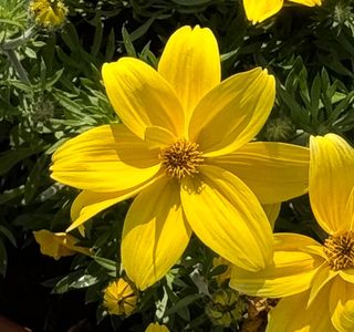 Bidens ferulifolia