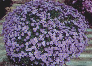 Mauve Delight