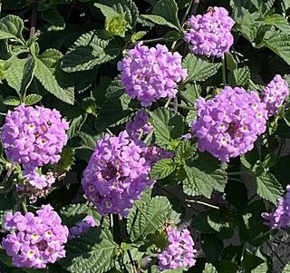 Sellowiana Purple