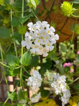 Sellowiana White