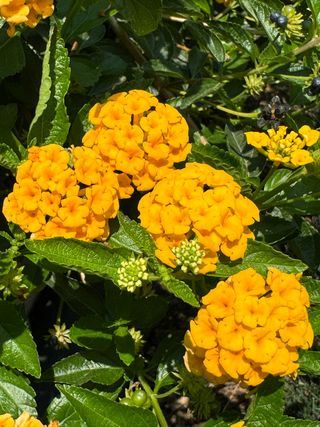 Lantana sellowiana