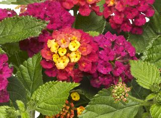 Lantana camara