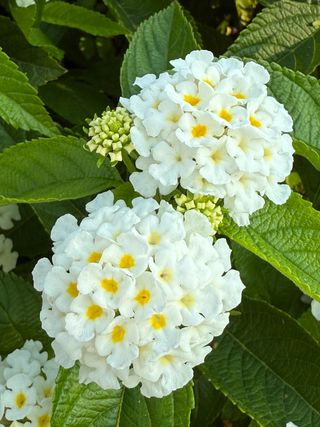 Lantastic White