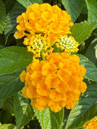 Lantastic Yellow