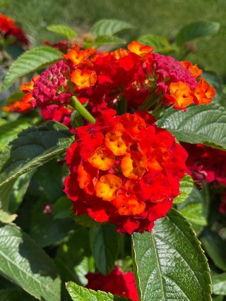 Lantastic Fire Red