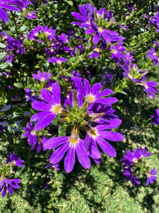 Surdiva Deep Violet/blue