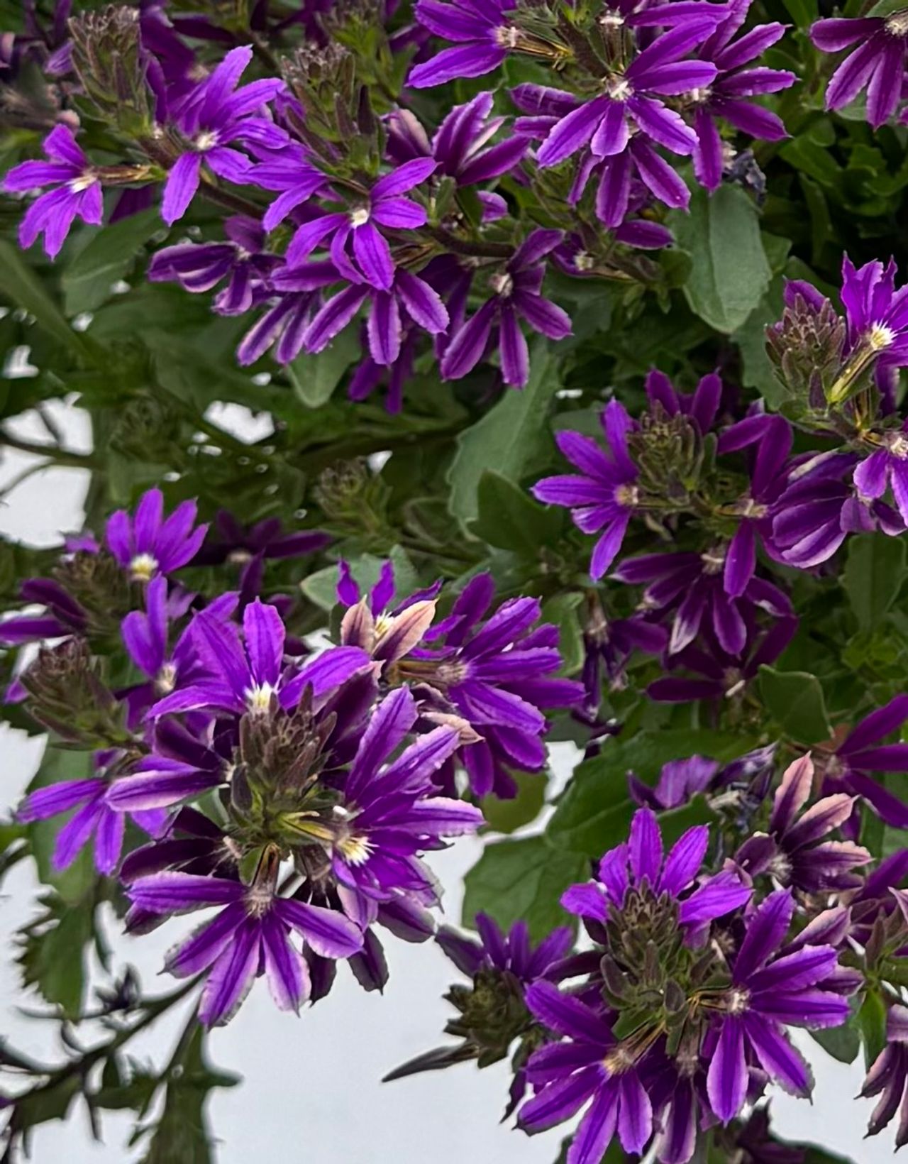 Surdiva Super Purple, foto 1