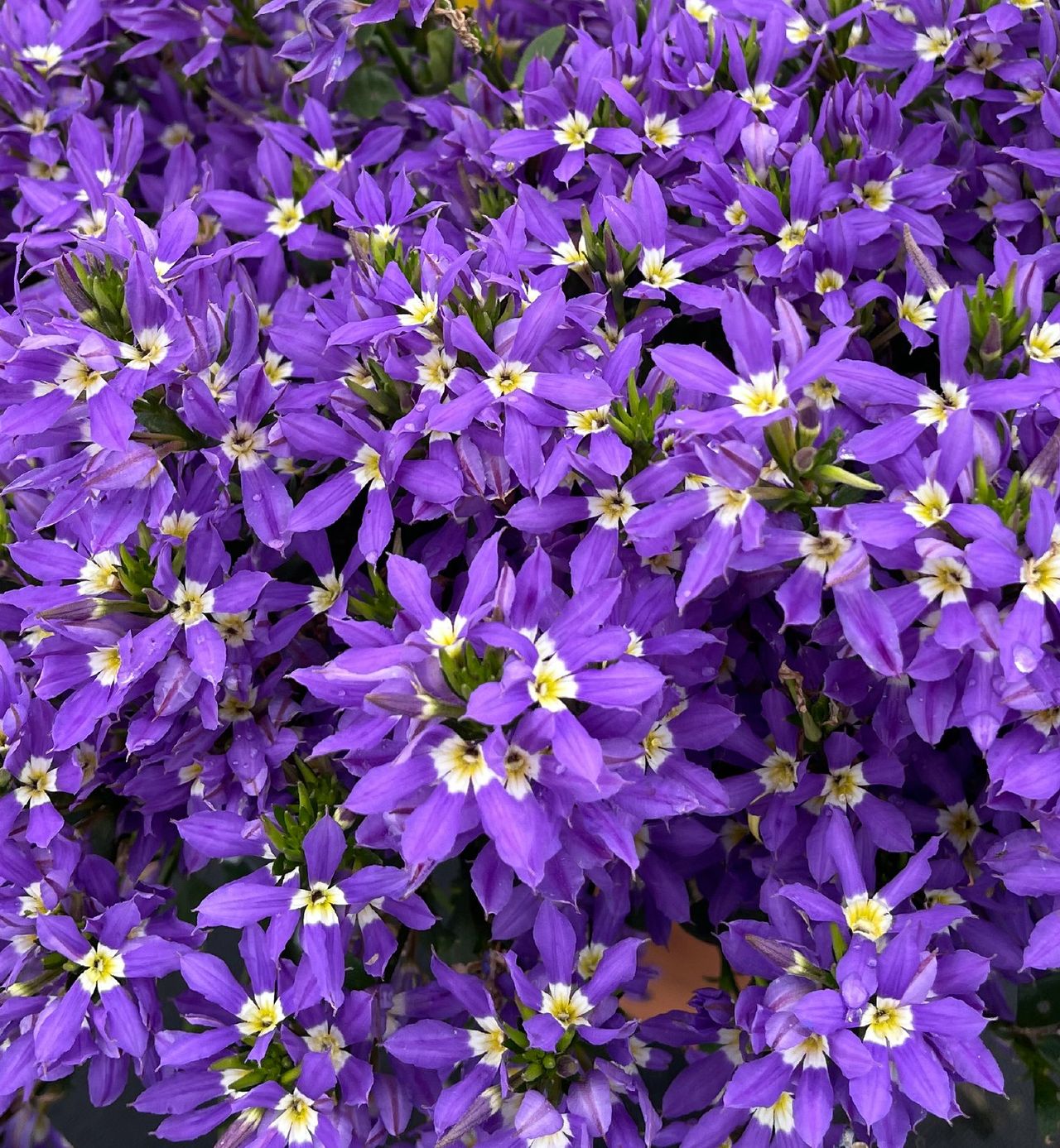 Scaevola aemula, foto 1