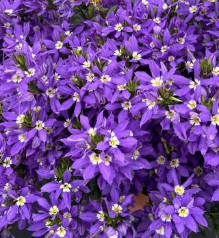 Scaevola aemula