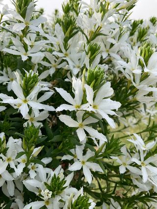Stardiva Star White