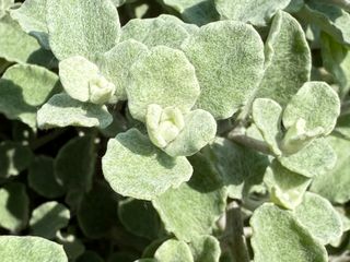 Helichrysum petiolare