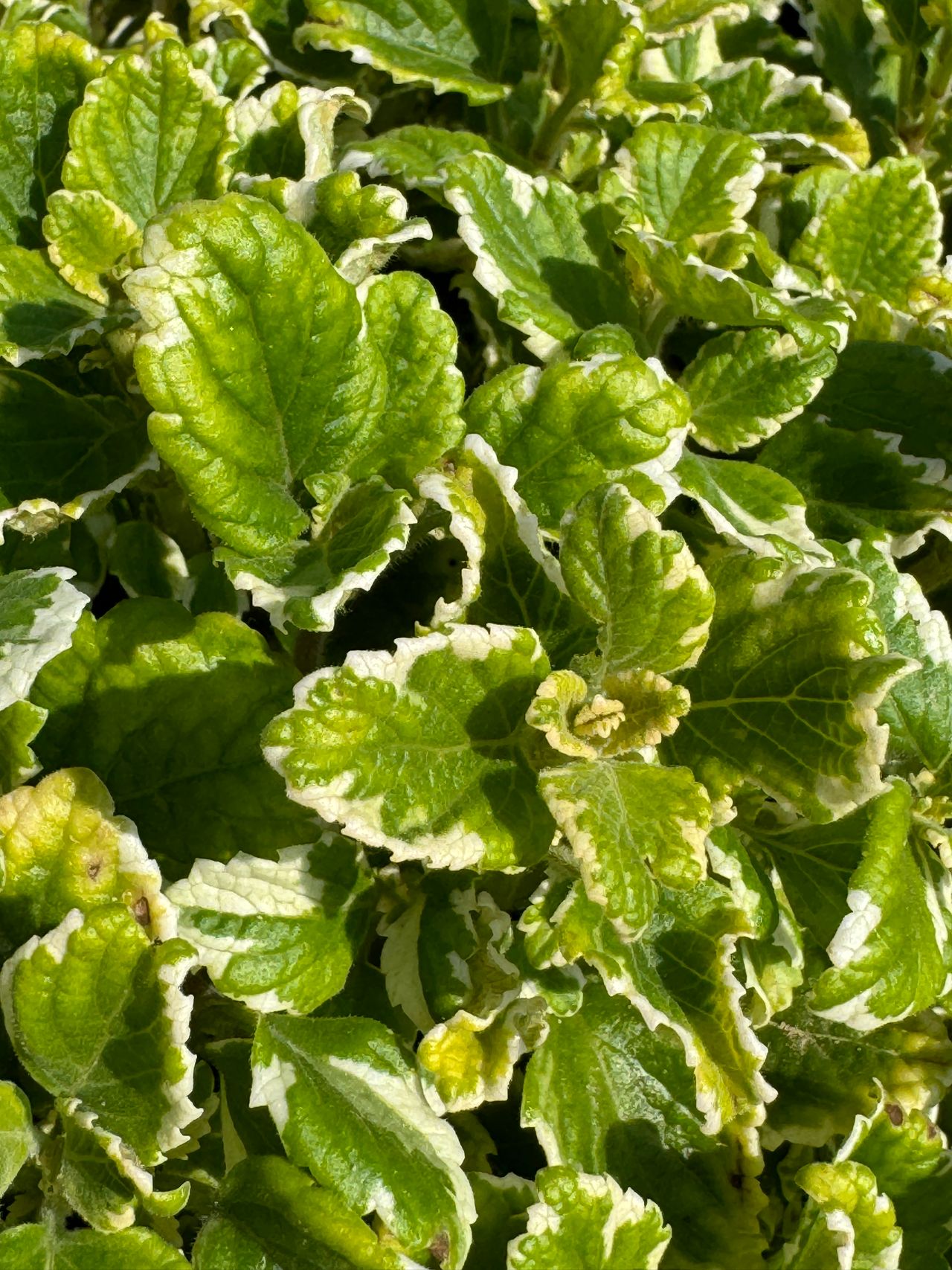 Variegated Leaf, photo 1