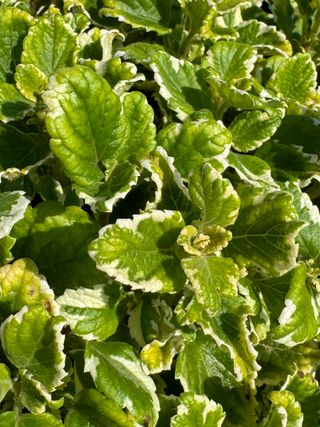 Plectranthus coleoides