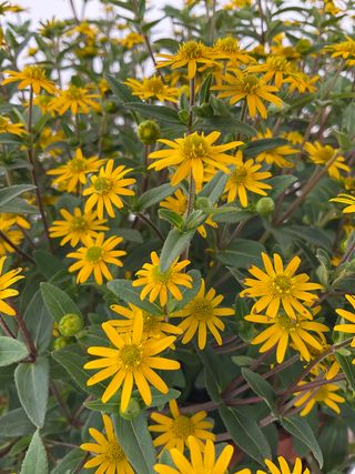 Sanvitana® Yellow
