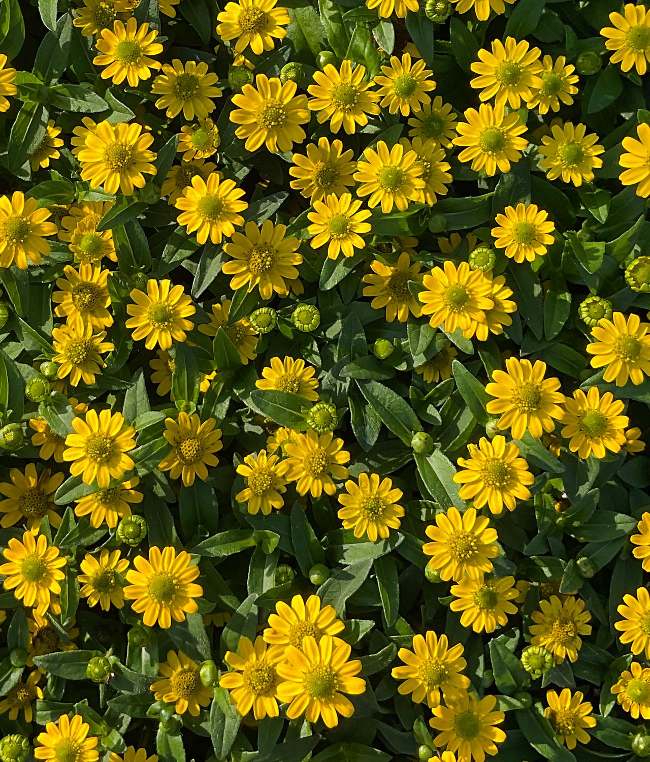 Sanvitana® Compact Yellow New, photo 1