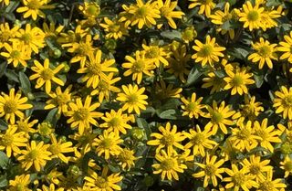 Sanvitalia speciosa