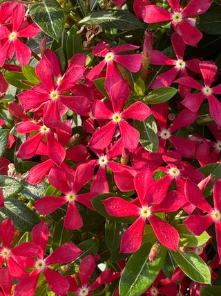 Soirèe Cherish Red