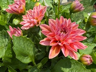 Select® Lily