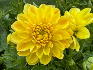 Amanda Maxi Yellow