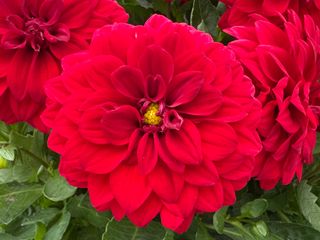 Amanda Maxi Red