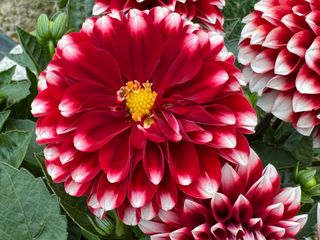 Amanda Maxi Red White