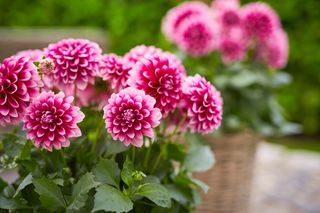 Dahlia pinnata