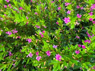 Cuphea hyssopifolia