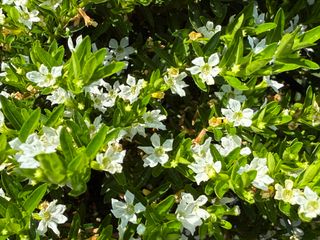 Hyssopifolia White