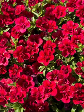Jambo® Double Red