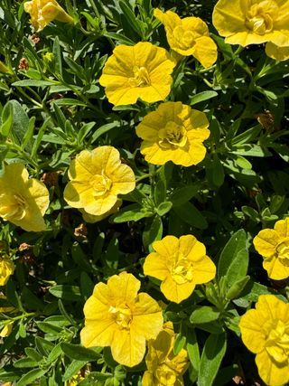 Jambo® Double Yellow