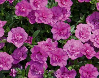 Jambo® Double Pink