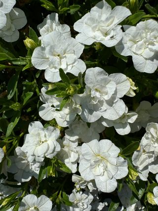 Jambo® Double White