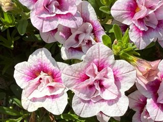 Jambo® Double Bouquet Pink