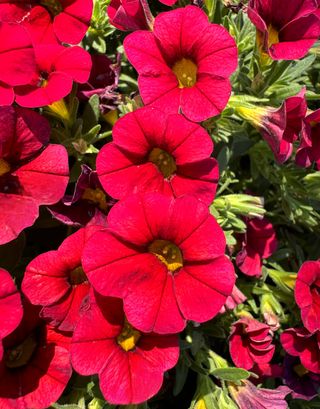 Calipetite® Red